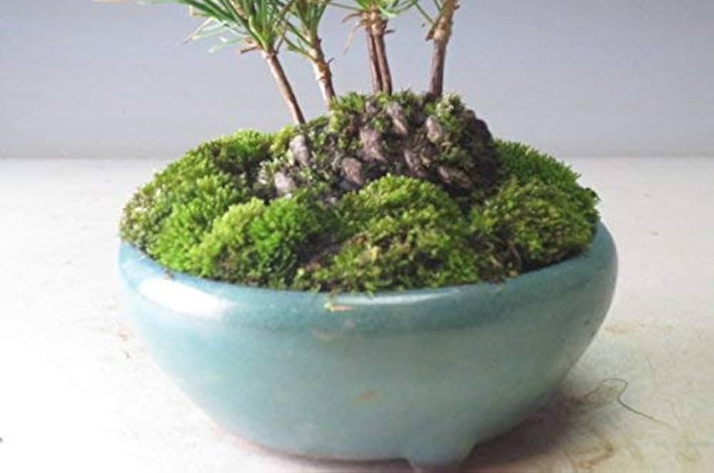 Amazon.co.jp: ミニ盆栽 黒松の寄せ植え(松ぼっくり付き） : DIY